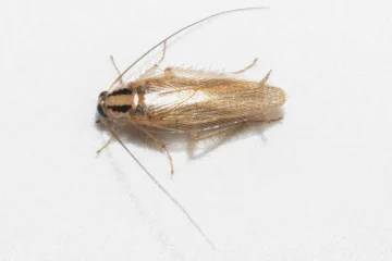 تصویر یک سوسک آلمانی (Blattella germanica)، یکی از رایج‌ترین آفات محیط‌های مسکونی و تجاری. این سوسک کوچک با سرعت تولیدمثل بالا و مقاومت شدید در برابر سموم، می‌تواند به‌سرعت محیط را آلوده کند.